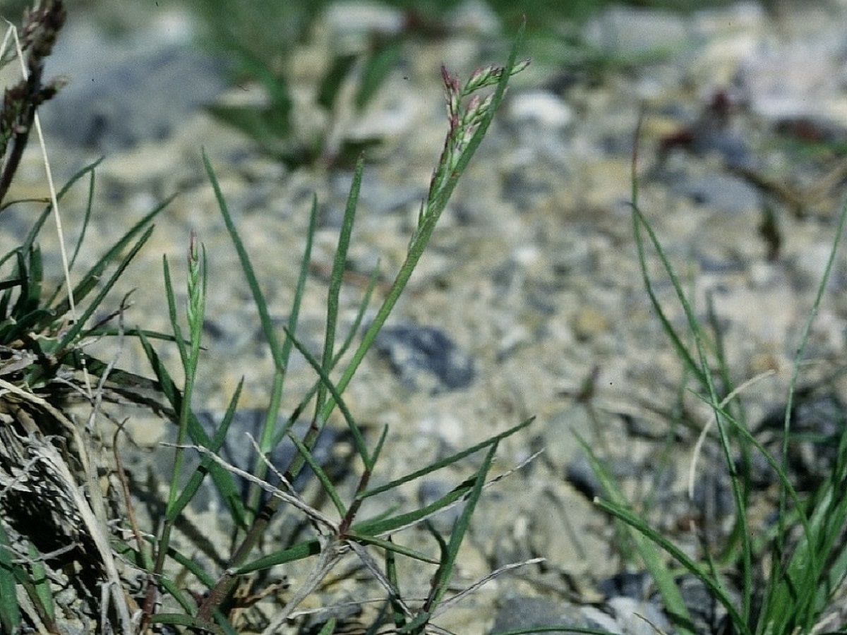 Poa alpina subsp. alpina var. alpina (Poaceae)